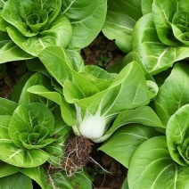 理想白天鹅白梗糯青菜种子杂交高产速生矮脚小白菜籽春秋蔬菜
