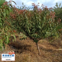 红叶碧桃