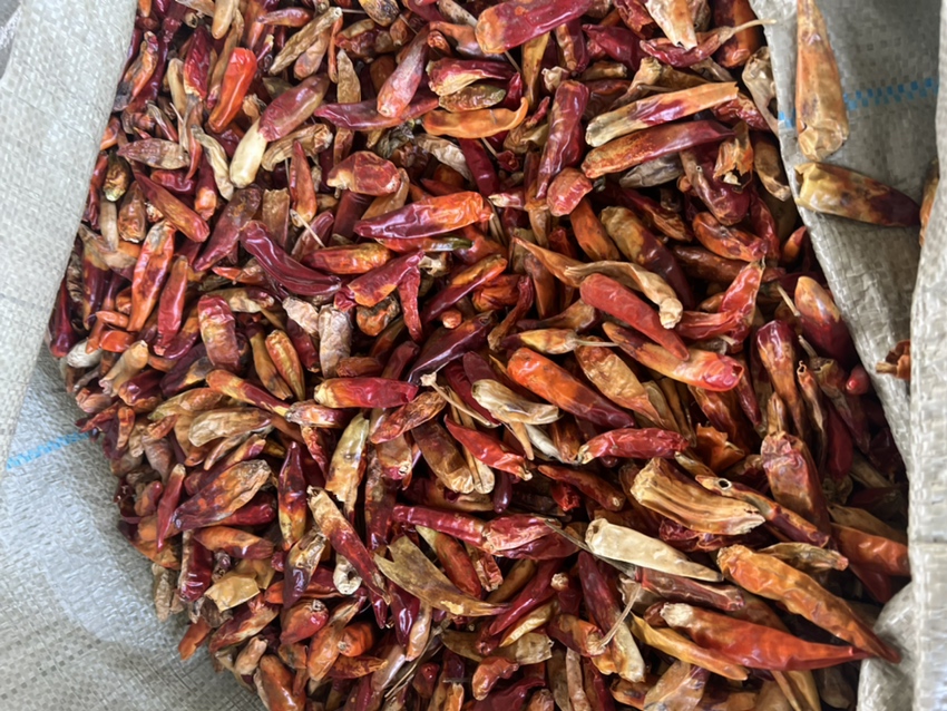 左侧为透明袋装精选三樱椒干品,颗粒完整、颜色鲜红、无杂质;右侧为实验室场景,技术人员使用高效液相色谱仪检测辣椒素含量,电脑屏幕显示峰图曲线,桌上有样品瓶与标准溶液 三樱椒成品包装与实验室检测对比图