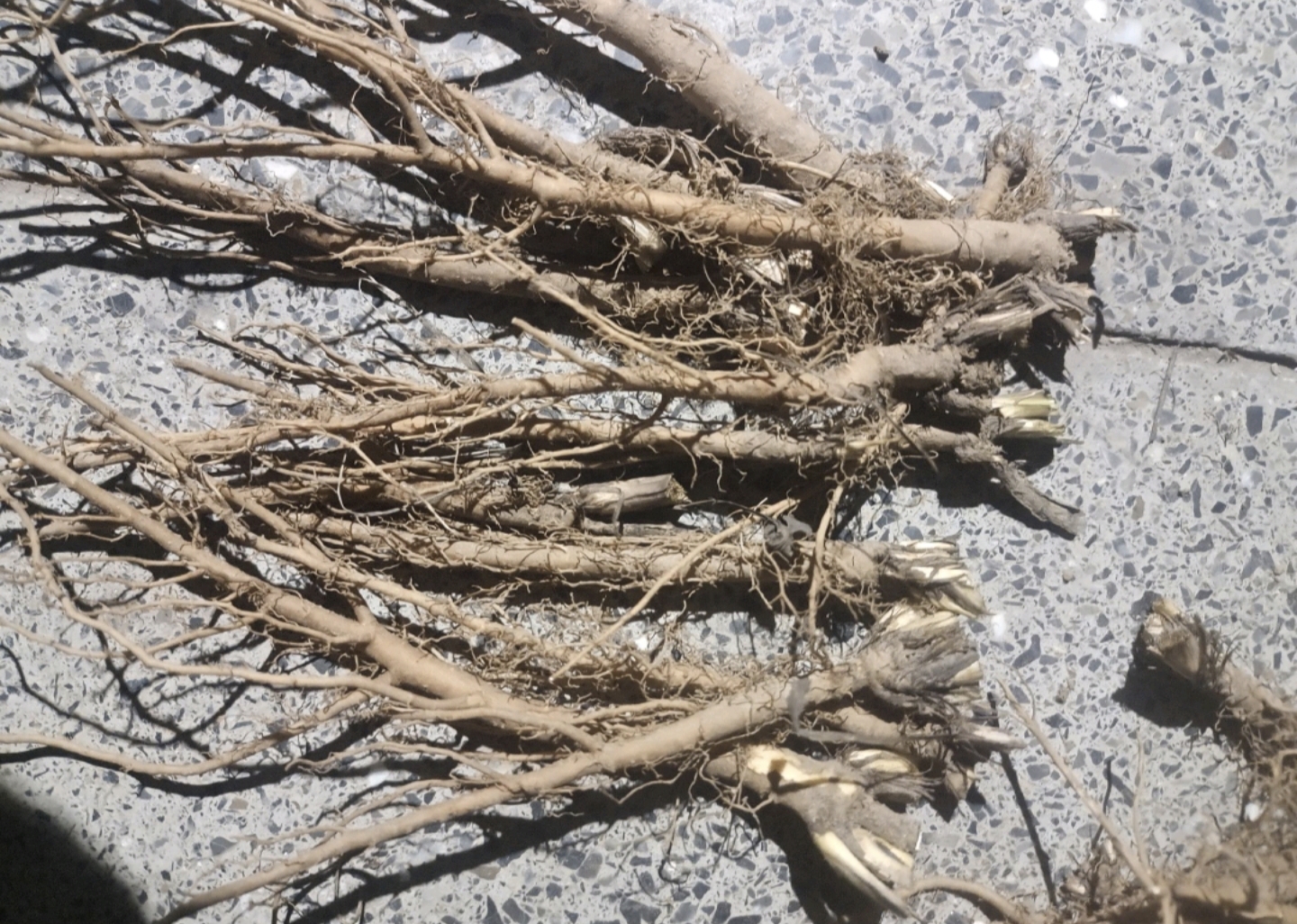 展示干燥的北柴胡药材,根部粗壮,表面呈黑褐色,质地坚硬 北柴胡药材特写