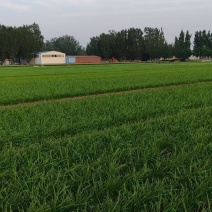 精品山东纯净韭菜，产地直销对接各大档口电商，欢迎电话联系