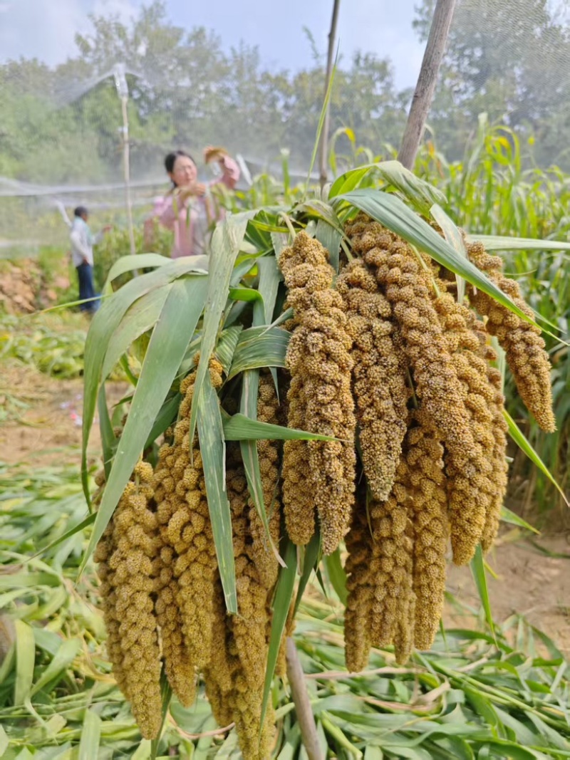 实力推荐沂蒙山精品黄小米产地一手货源电商一件代发