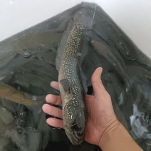 七星鱼月鳢鱼溪流非养殖货