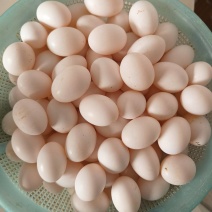 鸽子蛋它是高蛋白食材，富含优质蛋白质、多种维生素