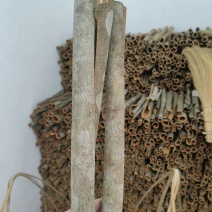 广西桂皮自家种的今年的货