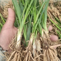 亳州中药材知母苗基地批发好种植易管理