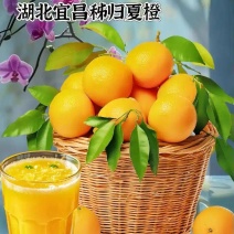 夏橙.橙子产地一手货源对接电商。批发市场果汁厂