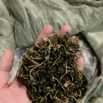 茶梗