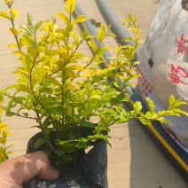 亮晶女贞7斤袋，大量低价出售