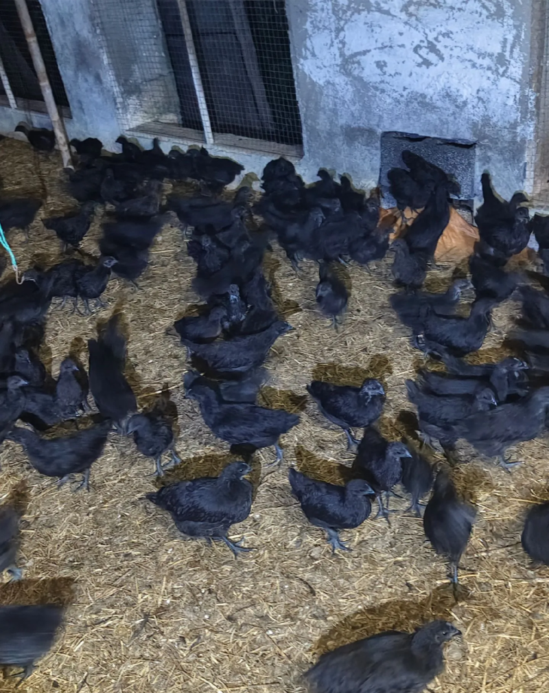 半斤左右五黑鸡,混合苗,公母都有,批发常年有货,黑鸡苗