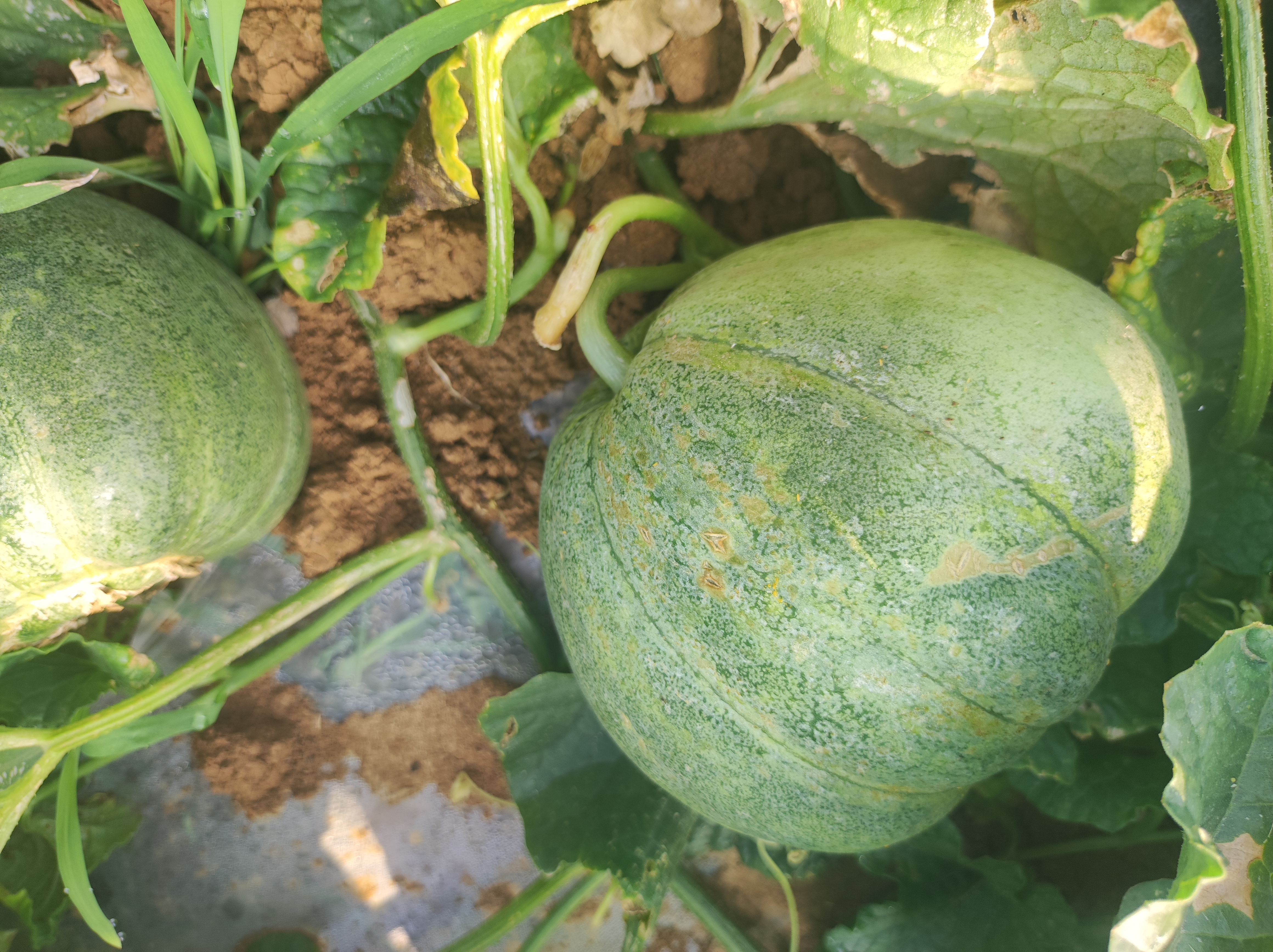 绿宝甜瓜植株生长特写