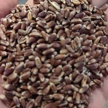 富硒黑小麦，高价值的营养保健小麦品种，先到先得