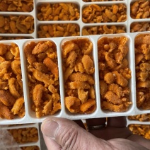 马粪胆
