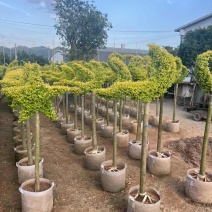 亮晶女贞造型球，大量低价出售