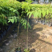 栾树台湾栾树绿化苗木囯庆花产地直供量大优惠
