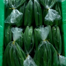 福建精品秋葵