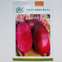 凤梨萝卜种子水果萝卜种子脆甜杂交红皮红肉萝卜种籽秋季特色