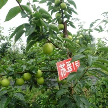 苏翠一号，酥梨，大量有货，产地一手货源，欢迎新老客户前来