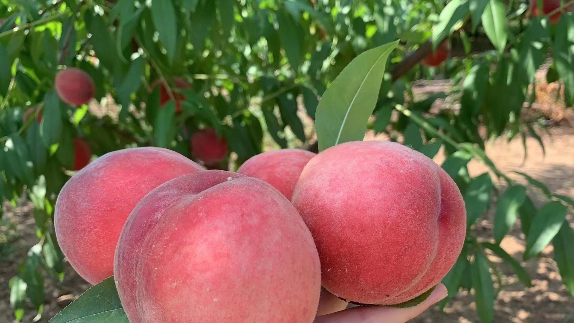 一片阳光充足的突围桃种植园,树上挂满饱满圆润、果皮呈乳白色带红晕的成熟突围桃,部分果实已采摘放入竹筐中,背景为河南或山东地区的典型丘陵果园地貌,清晨光线柔和,突出生态种植环境 突围桃果园实景