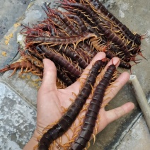 蜈蚣