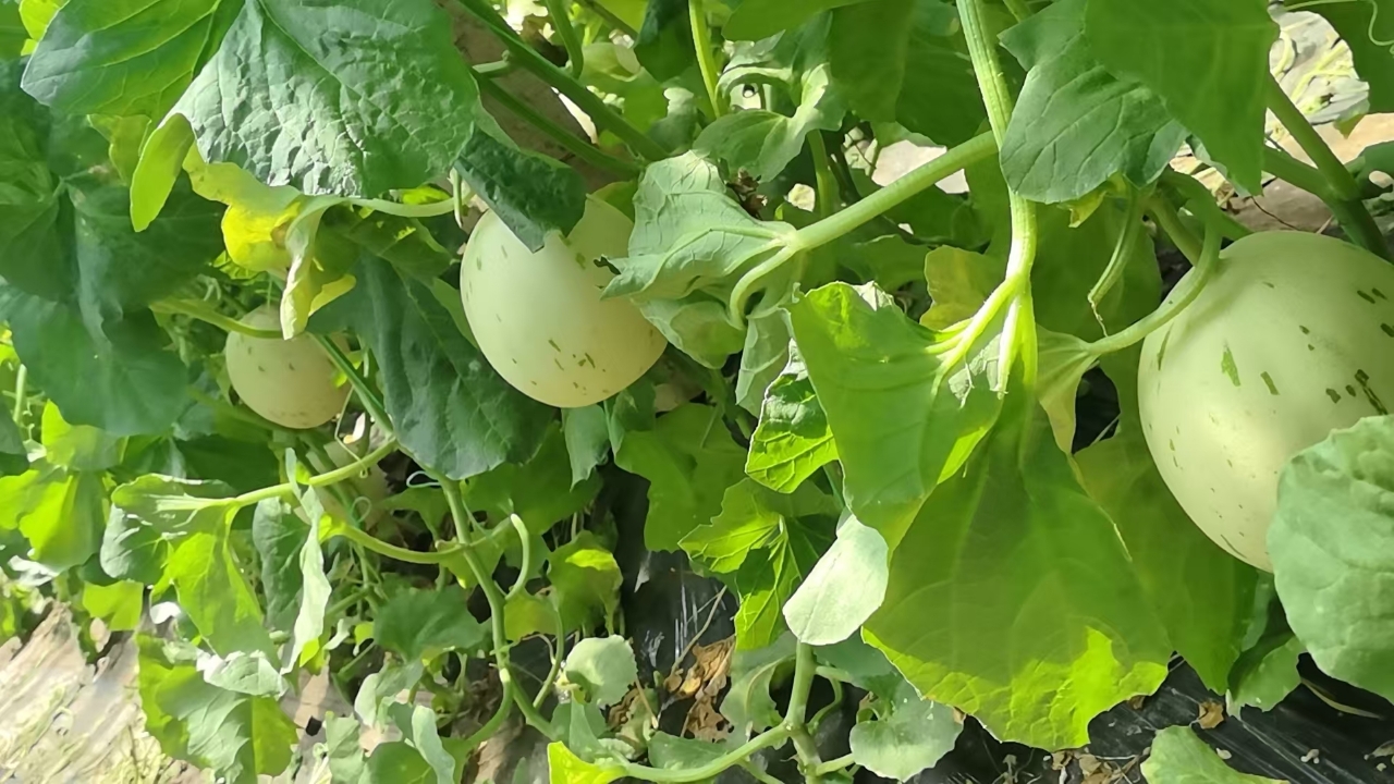 玉菇甜瓜种植环境展示