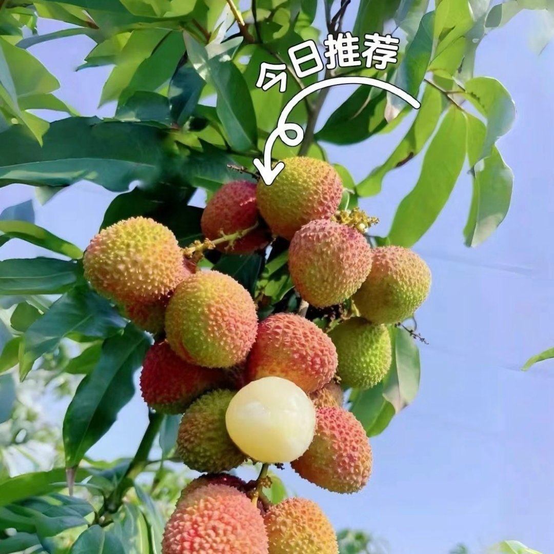 [妃子笑批发]广东茂名高州市荔枝 1.50元/斤荔枝妃子笑大量上 _ 一亩田