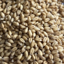 糯小麦，低筋色选糯小麦，做酒专用小麦，汤圆专用小麦