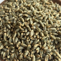 色选绿小麦，一级绿小麦，彩色小麦，石磨面粉专用，蓝麦
