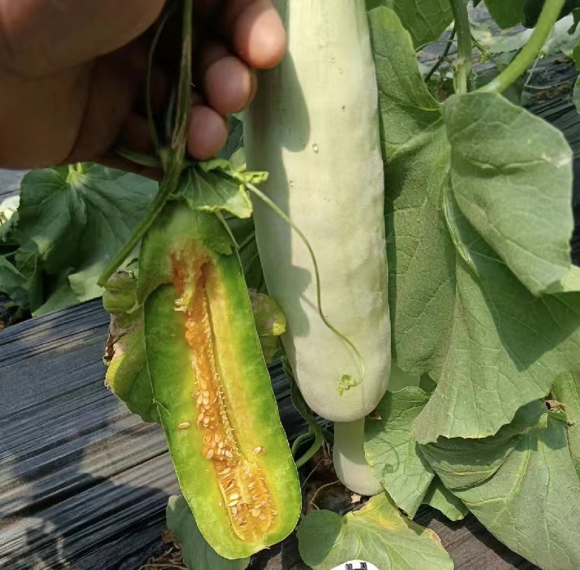 展示博洋久甜瓜切开后的内部结构,果肉金黄饱满,籽粒集中,果皮与果肉界限分明 博洋久甜瓜切开图