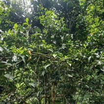 普洱茶
