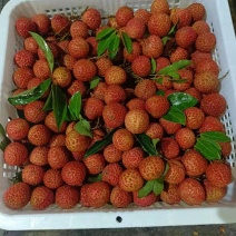 广东电白白糖罂荔枝一手货源代发全国量大从优欢迎下单