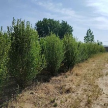丛生木槿高度150-250