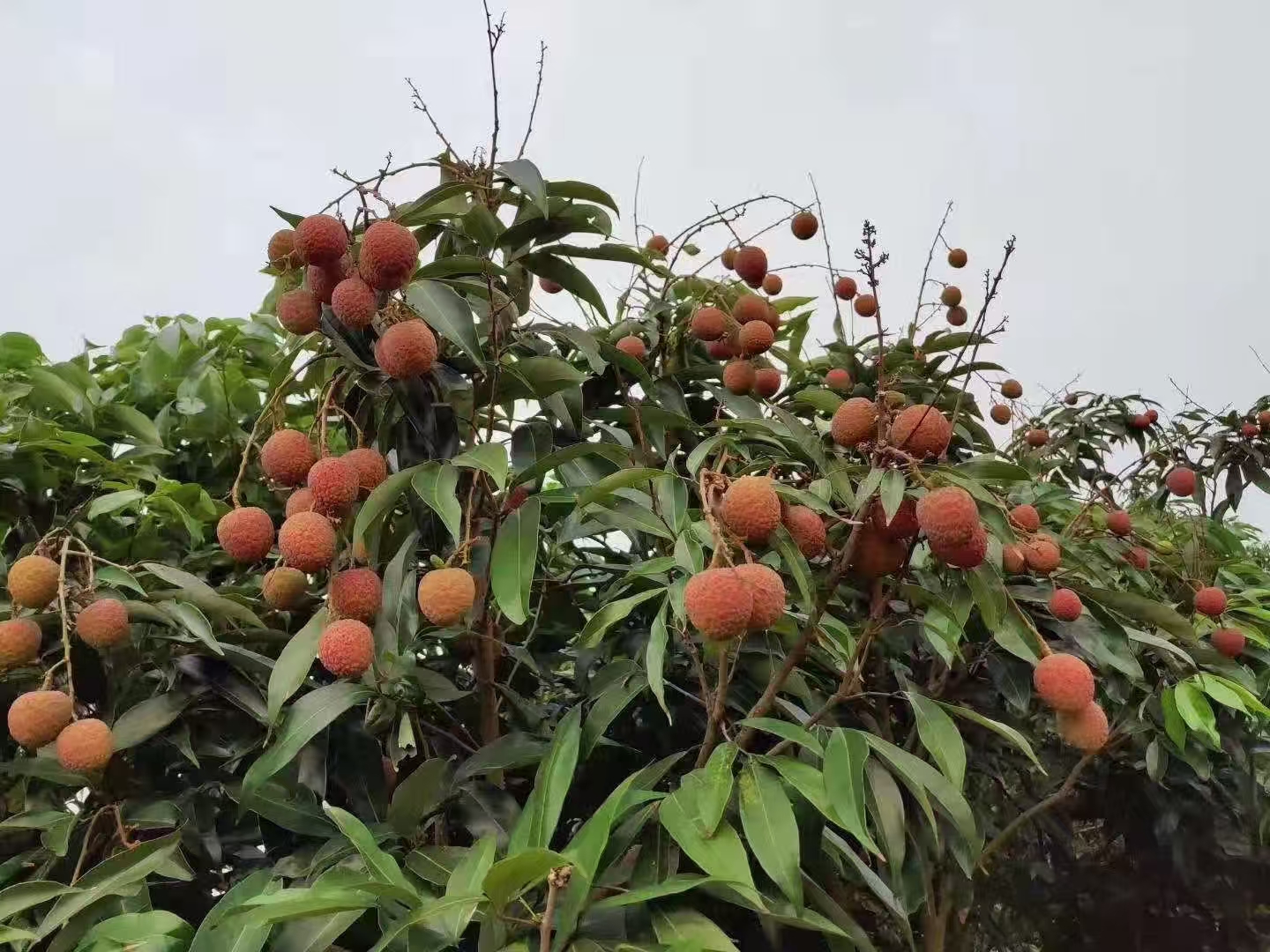 三月红荔枝树挂满果实特写