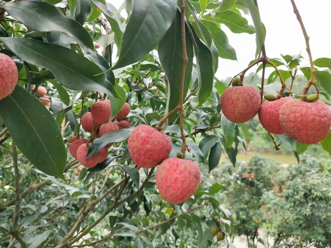 三月红荔枝挂满枝头