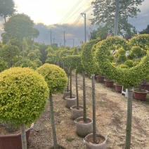 亮晶女贞造型，各种规格，大量低价出售