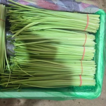 【海底捞预制菜**】香芹净菜加工杆子全年不断货可签合同