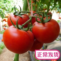 《精选》大红西红柿昆明基地直发保质保量以质论价量大从优