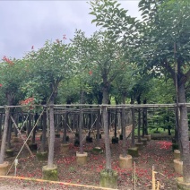 鸡冠刺桐8-10公分，大量供应，有需要的老板来电咨询