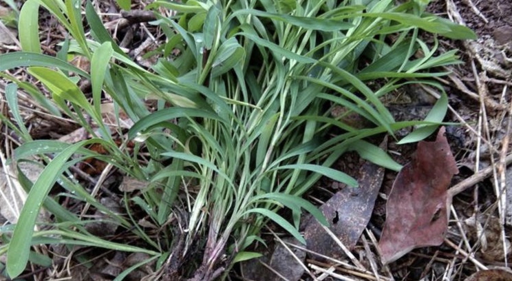 矮马先蒿植株形态特写
