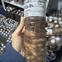 2025年现货金蝉