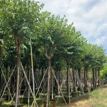 宫粉紫荆15-20分大量低价出售，欢迎大家咨询
