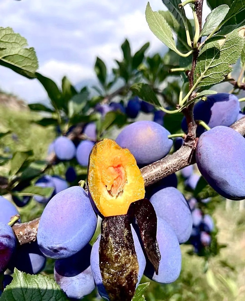 李子陕西精品蓝西梅产地现货现发口感纯甜量大从优