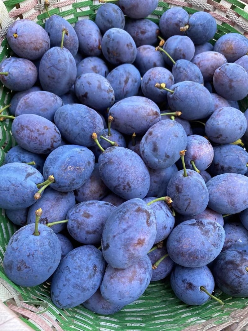 李子陕西精品蓝西梅产地现货现发口感纯甜量大从优