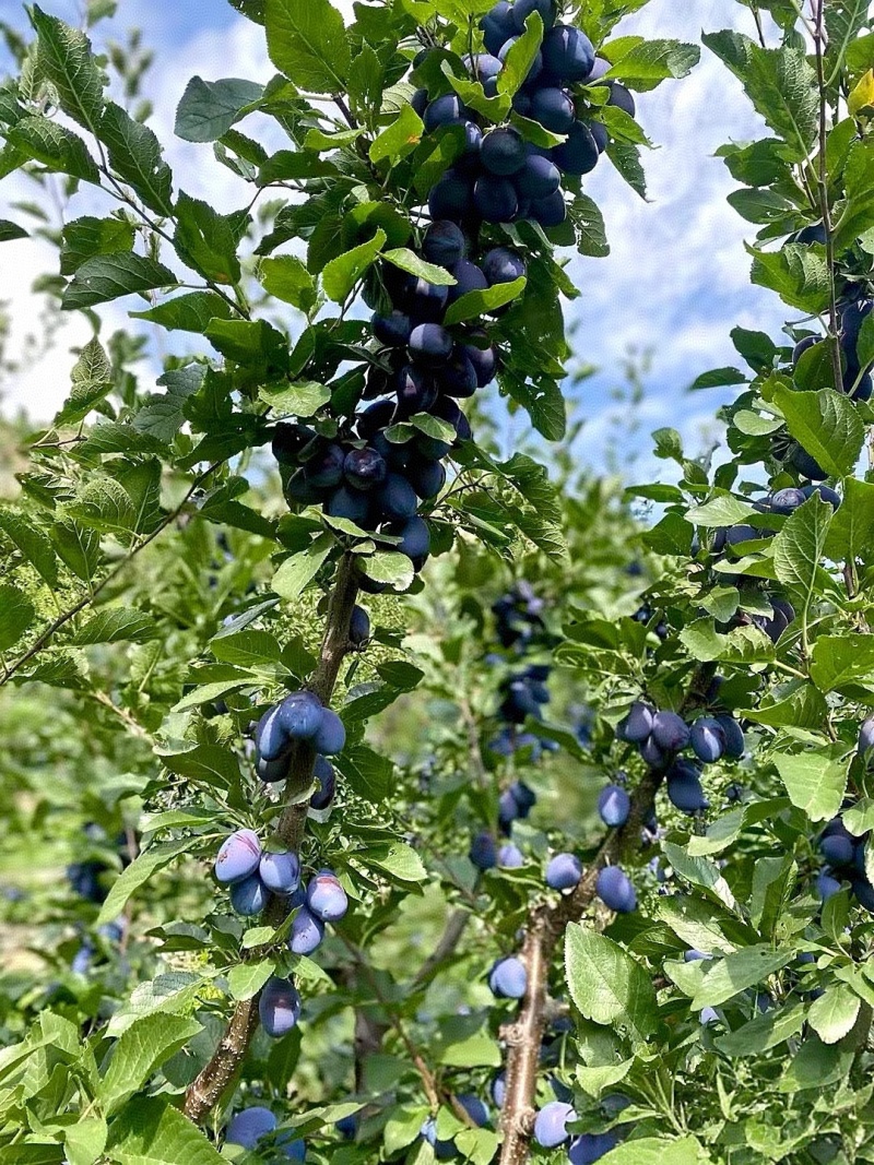 李子陕西精品蓝西梅产地现货现发口感纯甜量大从优