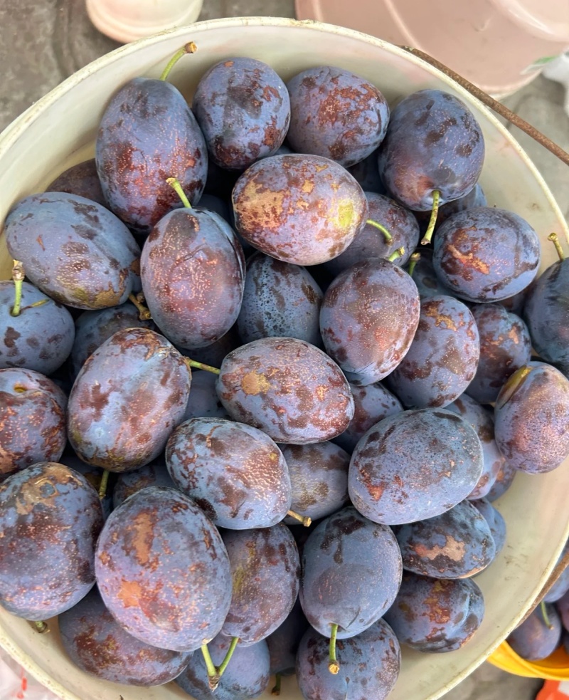 李子陕西精品蓝西梅产地现货现发口感纯甜量大从优