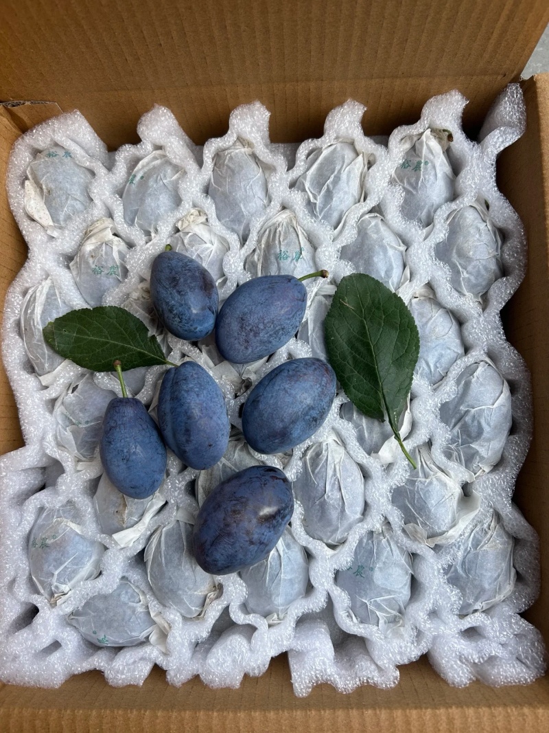 李子陕西精品蓝西梅产地现货现发口感纯甜量大从优