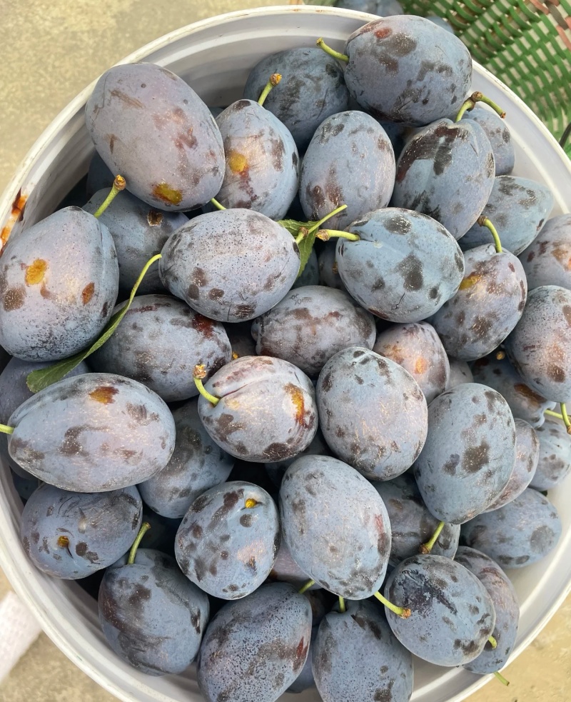 李子陕西精品蓝西梅产地现货现发口感纯甜量大从优