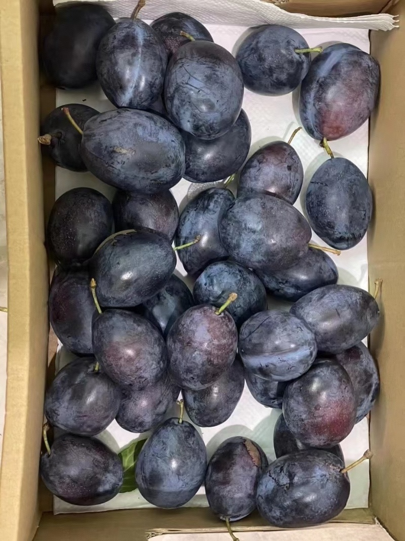 李子陕西精品蓝西梅产地现货现发口感纯甜量大从优
