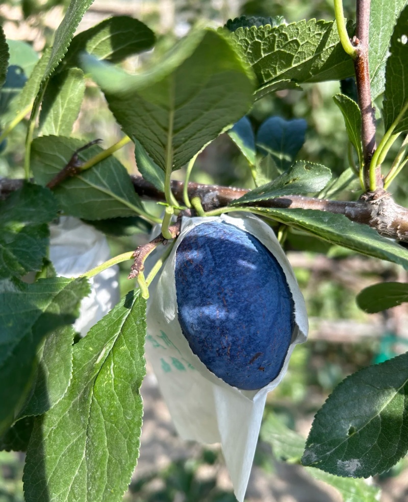 李子陕西精品蓝西梅产地现货现发口感纯甜量大从优
