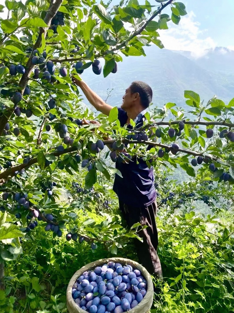 李子陕西精品蓝西梅产地现货现发口感纯甜量大从优